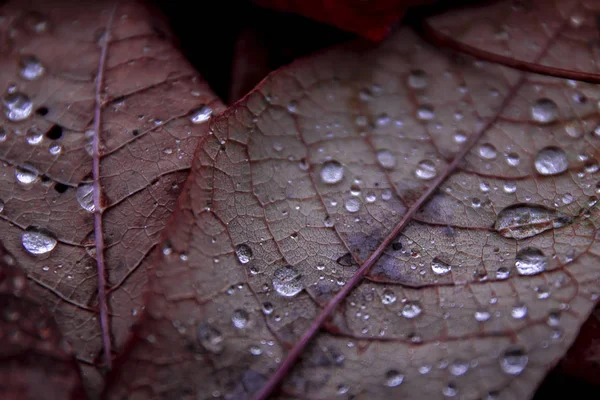 Podzimní Listí Kapkami Rosy — Stock fotografie