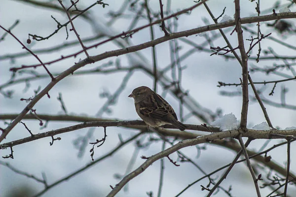 Птах Гілці Зимового Дерева — стокове фото