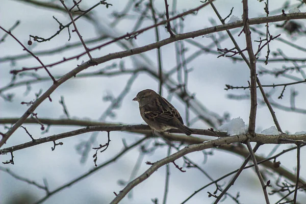 Vogel Wintertak — Stockfoto