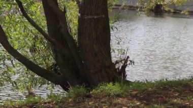 Güneşli bir günde ağaçlı göl
