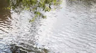 Güneşli bir günde ağaçlı göl