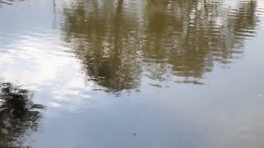 Güneşli bir günde ağaçlı göl