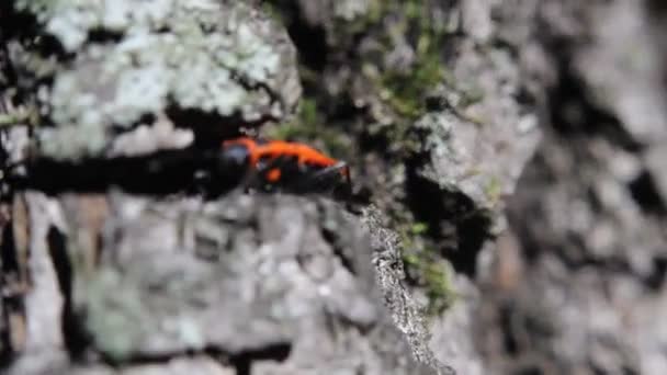 Firebug Pyrhocoris Apterus Běžný Červený Černý Hmyz — Stock video