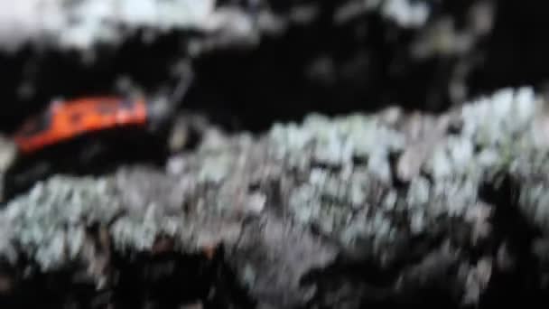 Feuerwanze Pyrrhocoris Apterus Rotes Und Schwarzes Insekt — Stockvideo