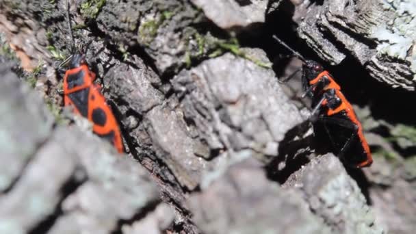 Cimici Pyrrrhocoris Apterus Insetti Rossi Neri Comuni — Video Stock