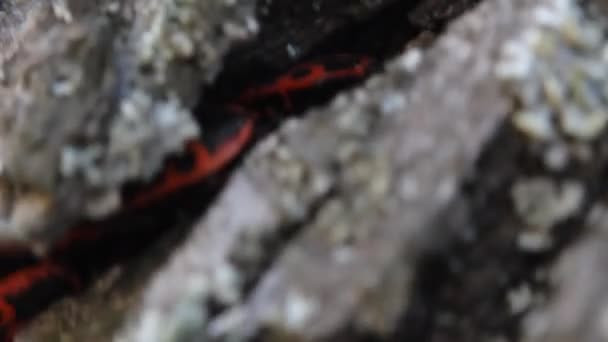 Firebugs Pyrhocoris Apterus Běžný Červený Černý Hmyz — Stock video