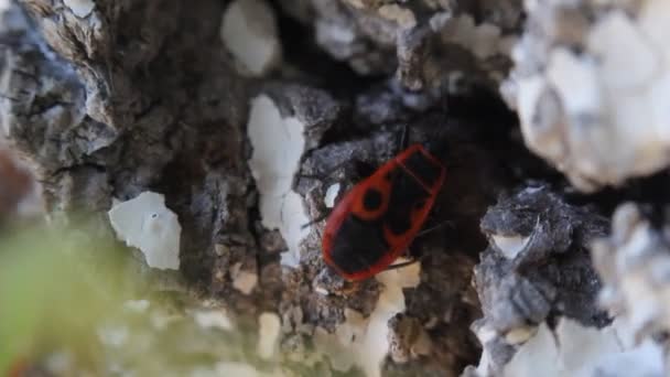 Firebug Pyrhocoris Apterus Běžný Červený Černý Hmyz — Stock video