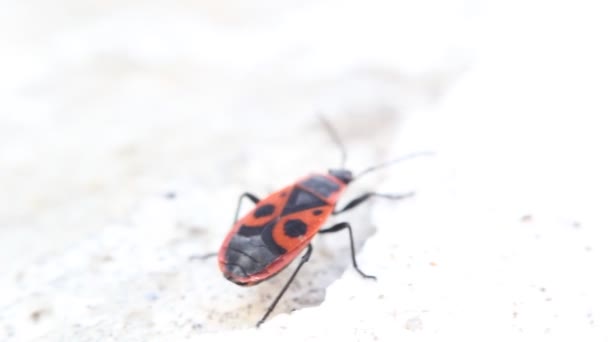 Εμπρηστής Pyrrhocoris Apterus Κοινό Κόκκινο Και Μαύρο Έντομο — Αρχείο Βίντεο