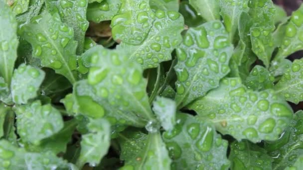 bouquet de feuilles vertes avec gouttes de rosée  