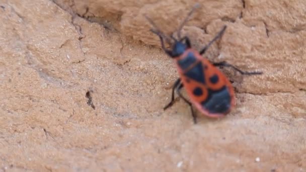 Vuurwants Pyrrhocoris Apterus Algemeen Rood Zwart Insect — Stockvideo