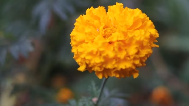 Orange Flower Macro Vidéo — Video