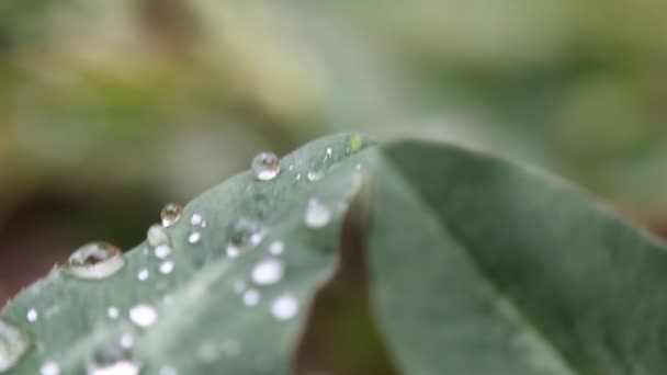 Bund Grüne Blätter Mit Wassertropfen Tau — Stockvideo