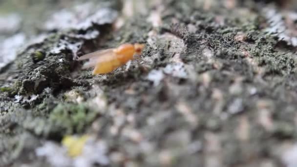 Tree Trunk Fungus Close Video — Stockvideo