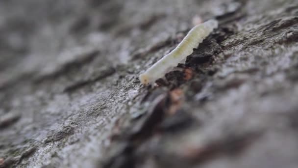 Grande Chenille Verte Sur Écorce Arbre Vidéo — Video