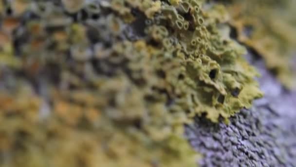 Tronc d'arbre avec champignon Fermer, vidéo 