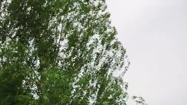Zielone Drzewo Wietrzny Dzień — Wideo stockowe