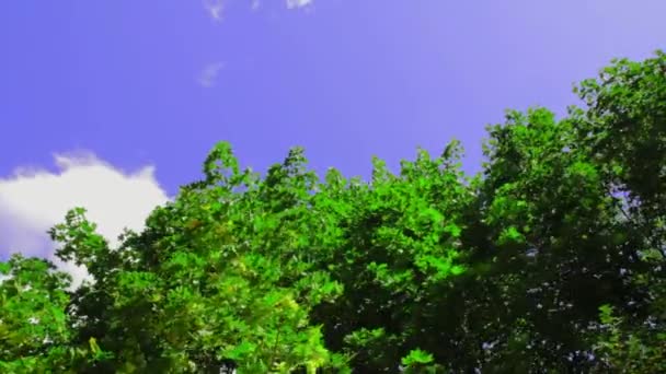 Zielone Drzewa Letnie Przeciwko — Wideo stockowe