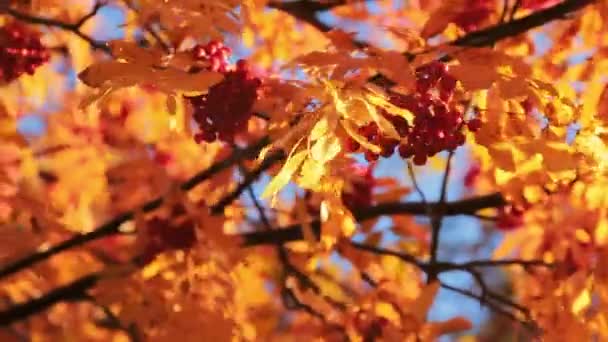 Жовті Дерева Осінньому Парку — стокове відео