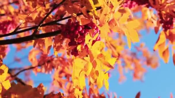 Sarı Sonbahar Park Ağaçlarda — Stok video