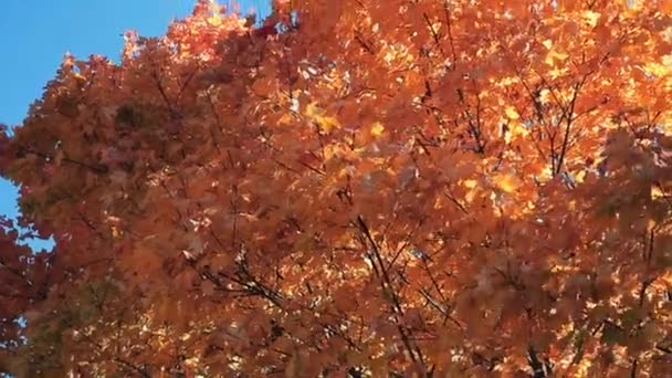 Sarı Sonbahar Park Ağaçlarda — Stok video