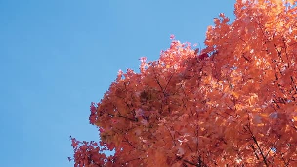 Gelbe Bäume Herbstpark — Stockvideo