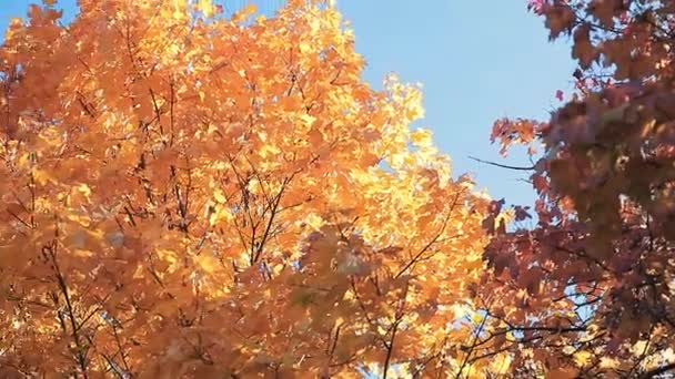 Желтые Деревья Осеннем Парке — стоковое видео
