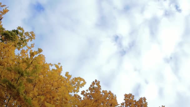 Żółte Drzewa Jesień Park — Wideo stockowe