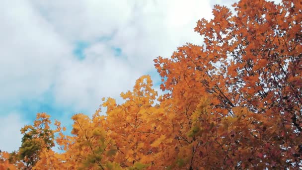 Arbres Jaunes Dans Parc Automne — Video