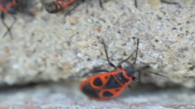  ateş böcekleri, Pyrrhocoris apterus, yaygın kırmızı ve siyah böcek 