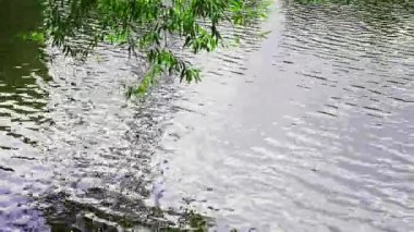 Güneşli bir günde ağaçlı göl