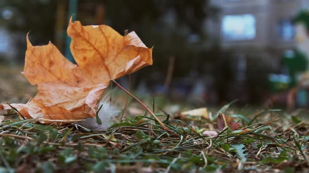 Vidéo Une Feuille Séchée — Video