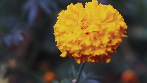 Πορτοκαλί Λουλούδι Μακροεντολή Βίντεο — Αρχείο Βίντεο