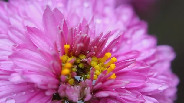 Рожева Квітка Макро Відео — стокове відео