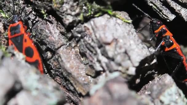 Chinches Pyrrhocoris Apterus Insecto Común Rojo Negro — Vídeos de Stock