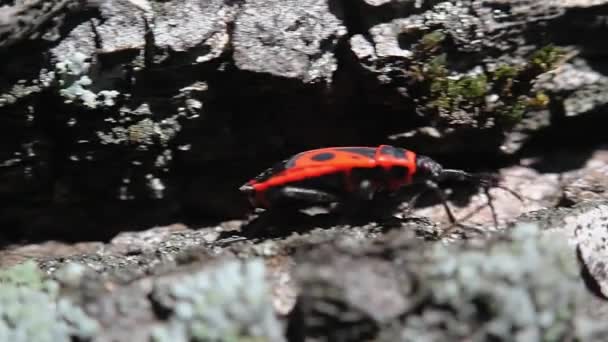 Εμπρηστής Pyrrhocoris Apterus Κοινό Κόκκινο Και Μαύρο Έντομο — Αρχείο Βίντεο