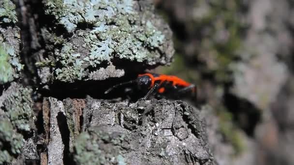 Pyrrhocoris Apterus Insecte Commun Rouge Noir — Video