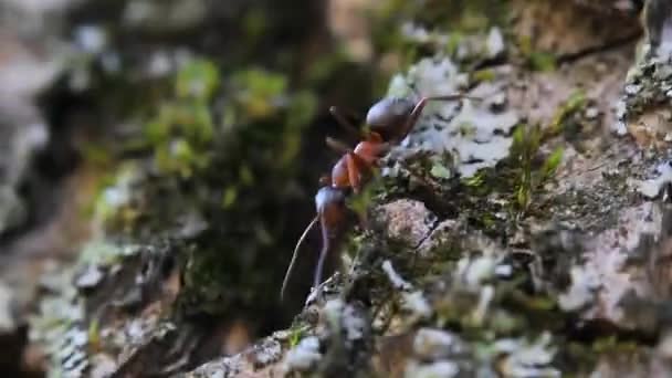 Ant Tree Bark Insect Video — Stok Video