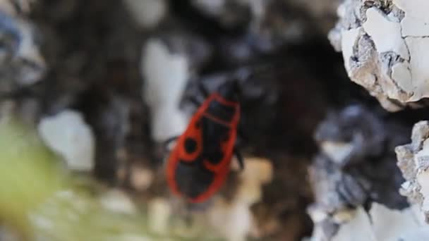 Firebug Pyrrhocoris Apterus Vanlig Röd Och Svart Insekt — Stockvideo