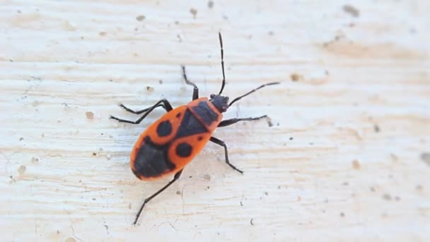 Firebug Pyrrhocoris Apterus Vanlig Röd Och Svart Insekt — Stockvideo