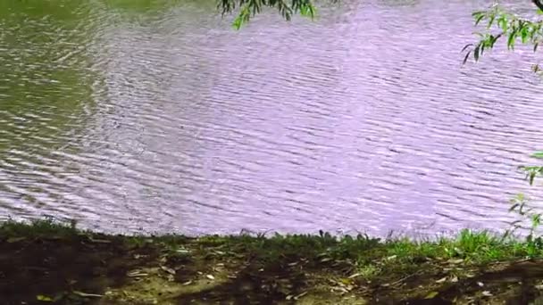 Lago Com Árvores Dia Ensolarado — Vídeo de Stock