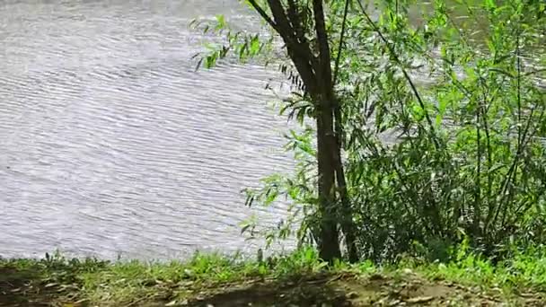 Güneşli Bir Günde Ağaçlı Göl — Stok video
