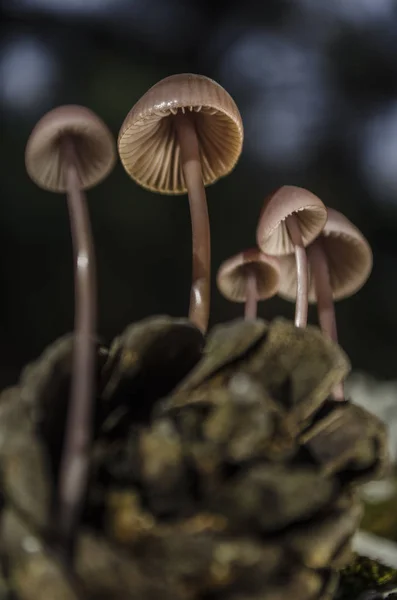 İğne yapraklılar mantar dostluk