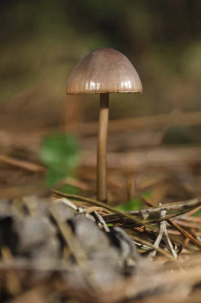 Toksik veya non-zehirli mantar