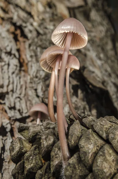 Toksik veya non-zehirli mantar