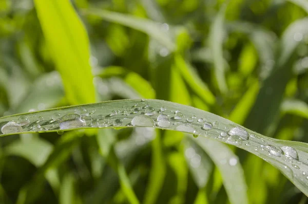 Yaprağın üzerine su damlaları