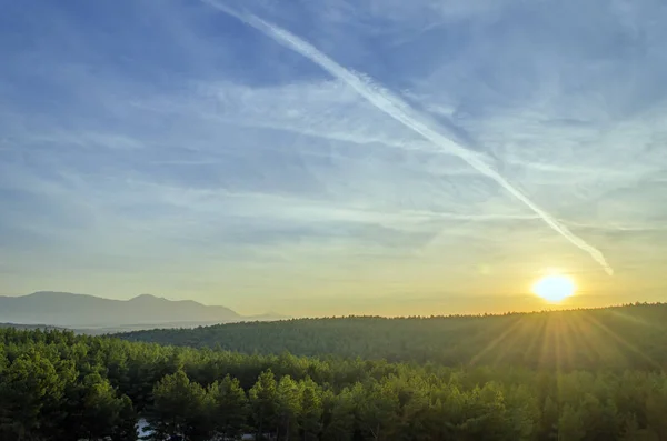 Günbatımı çam ormanları içinde