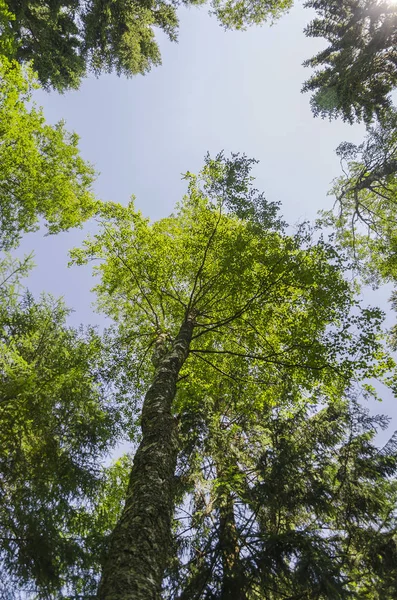 Büyük ve eski ağaçları