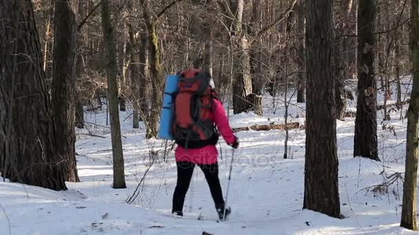 Девушка с рюкзаком идет через лес — стоковое видео