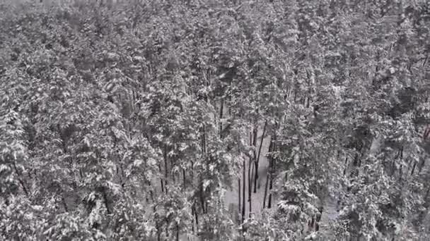 Flying Snow Covered Tops Christmas Trees — Stock Video