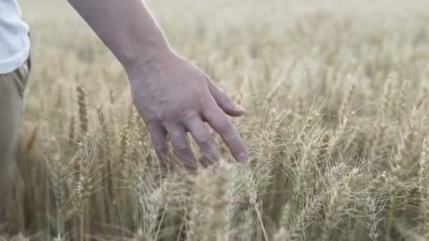 Närbild Man Som Rör Vid Vetets Gyllene Öron — Stockvideo